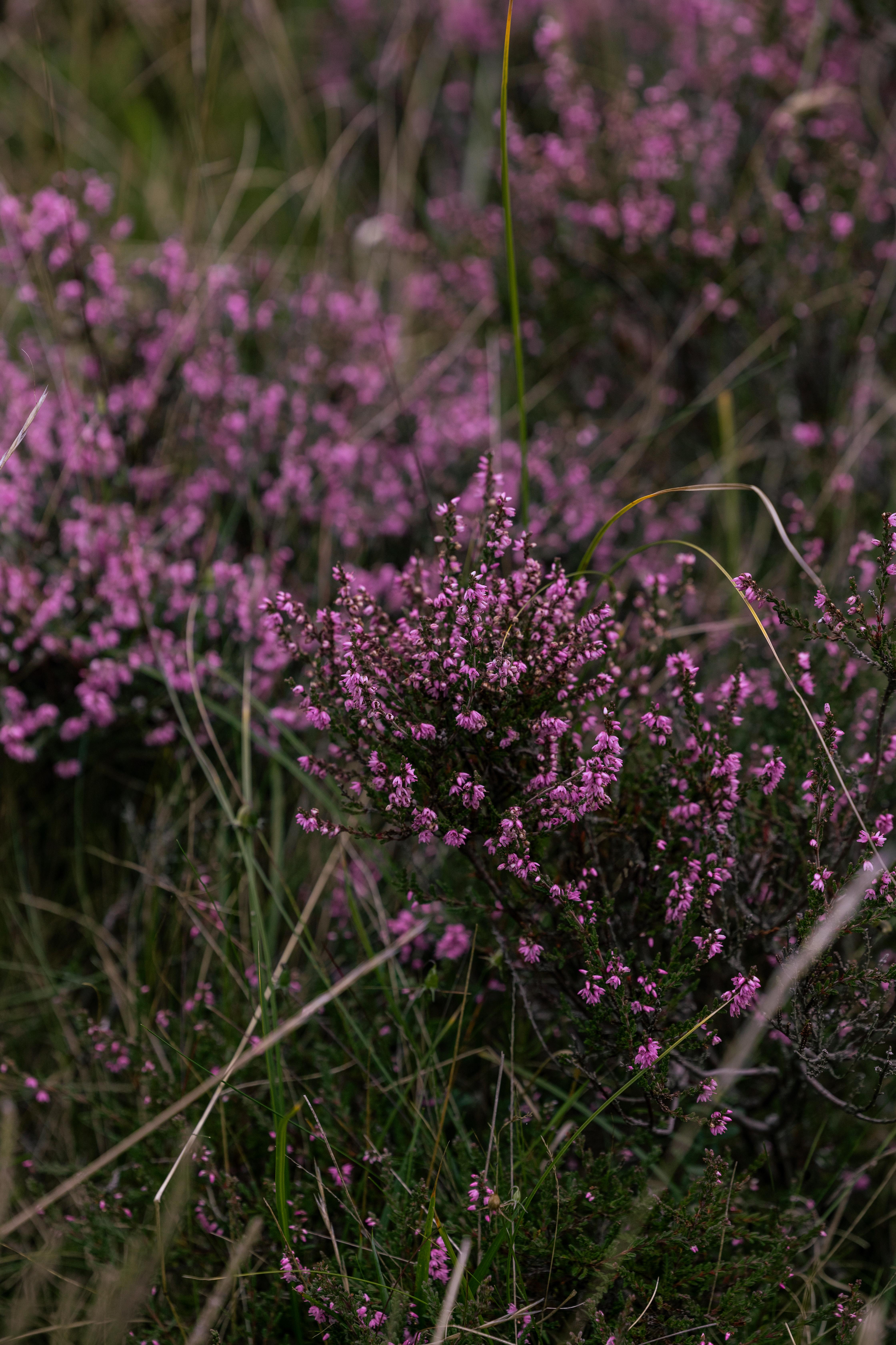 מלון Dornoch Station מראה חיצוני תמונה Calluna vulgaris
