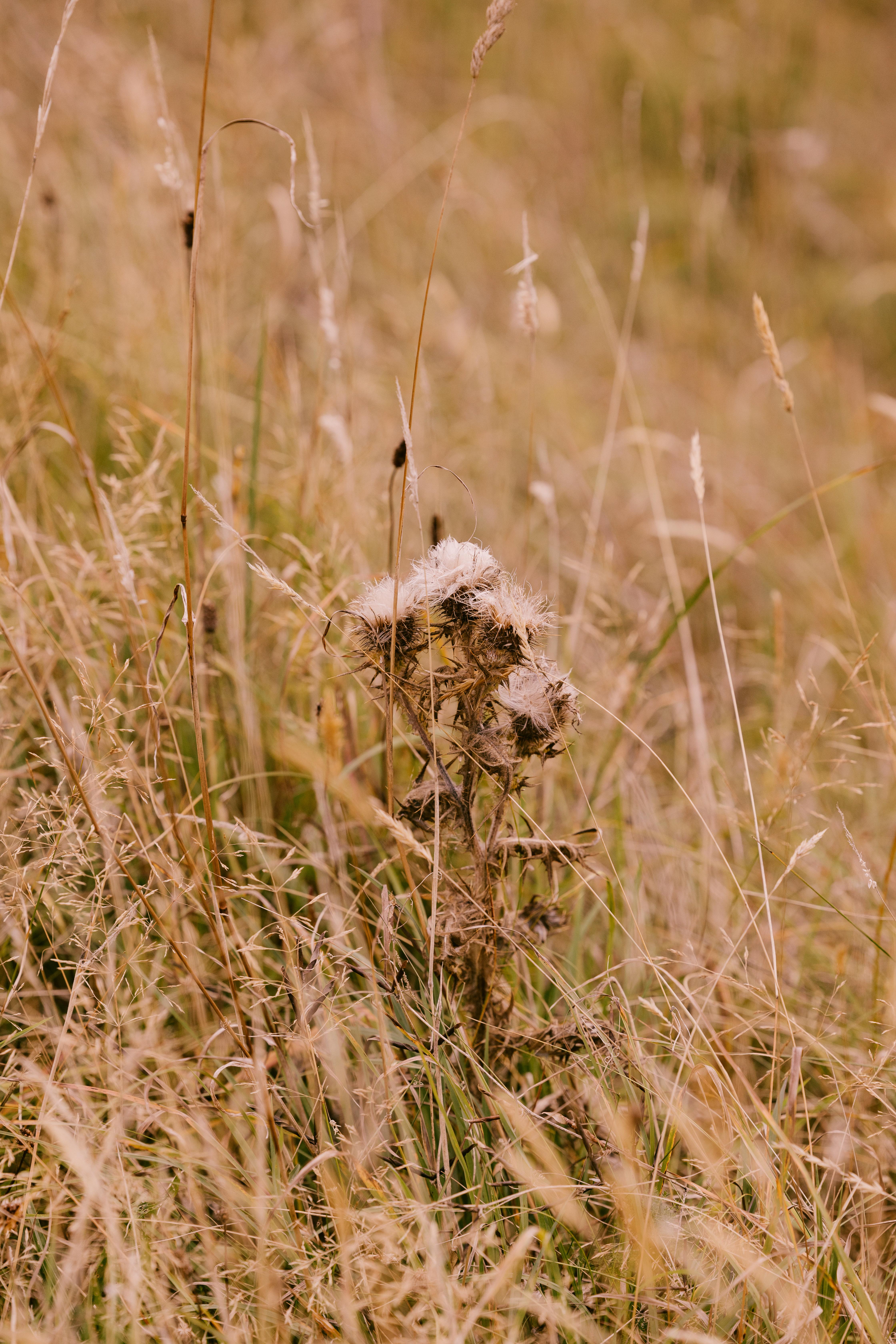 מלון Dornoch Station מראה חיצוני תמונה Seedhead